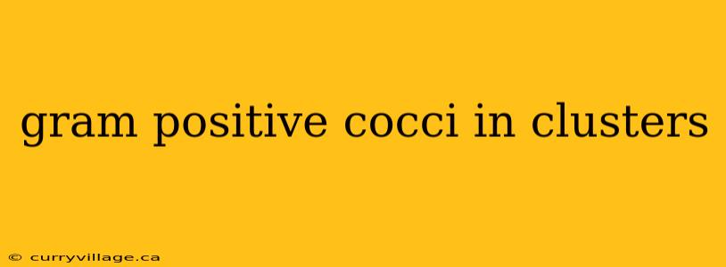gram positive cocci in clusters