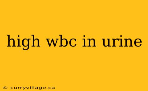 high wbc in urine