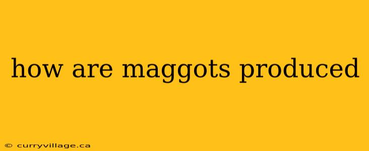 how are maggots produced