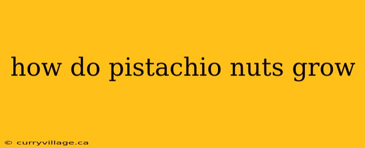 how do pistachio nuts grow