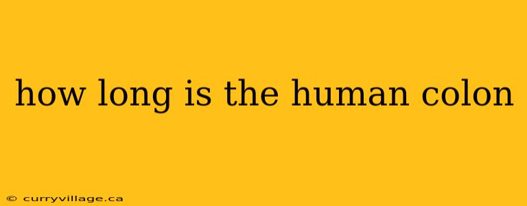 how long is the human colon