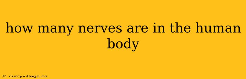 how many nerves are in the human body