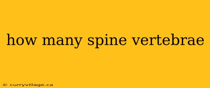 how many spine vertebrae