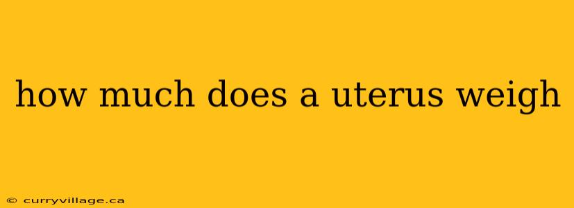 how much does a uterus weigh