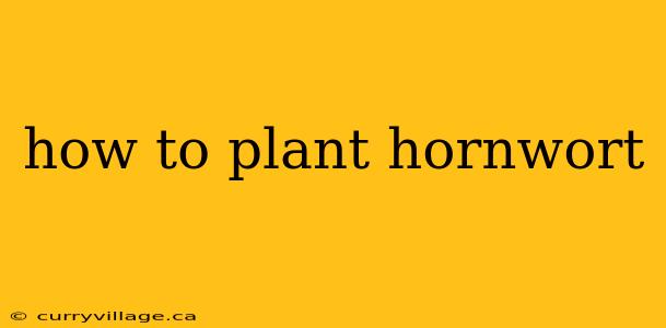 how to plant hornwort