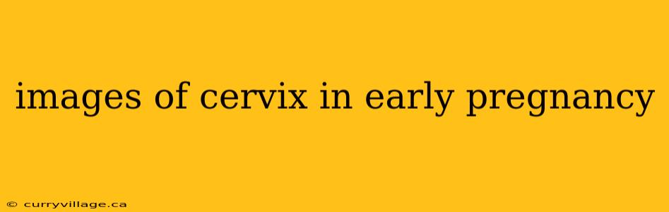 images of cervix in early pregnancy