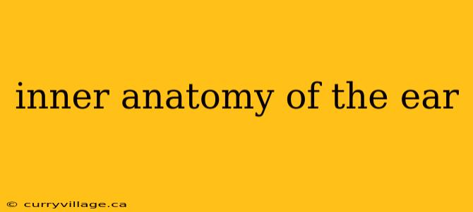 inner anatomy of the ear