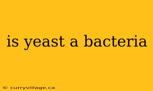 is yeast a bacteria