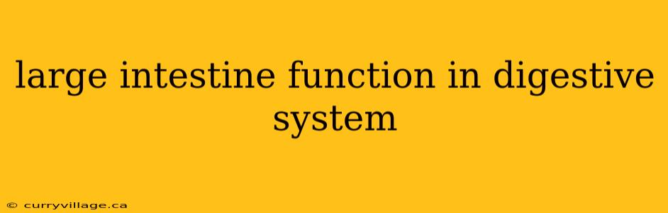 large intestine function in digestive system
