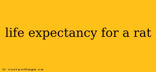 life expectancy for a rat