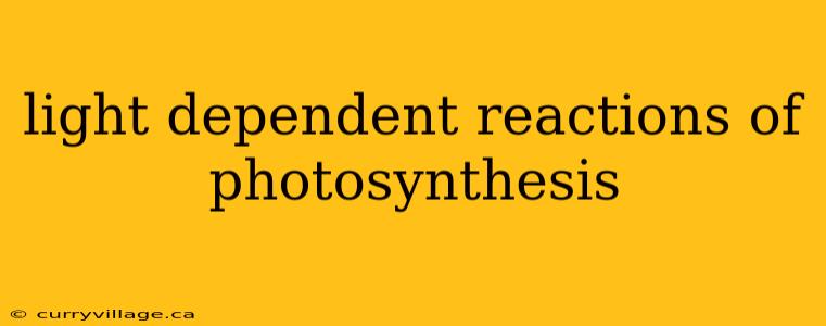 light dependent reactions of photosynthesis