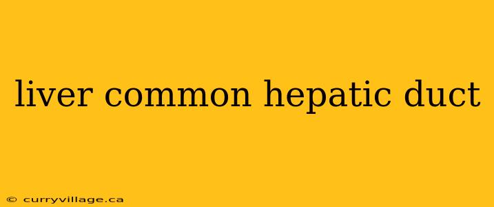 liver common hepatic duct