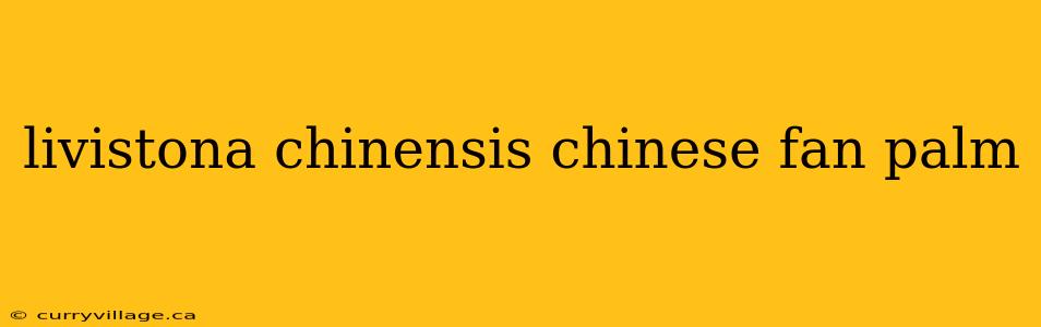 livistona chinensis chinese fan palm