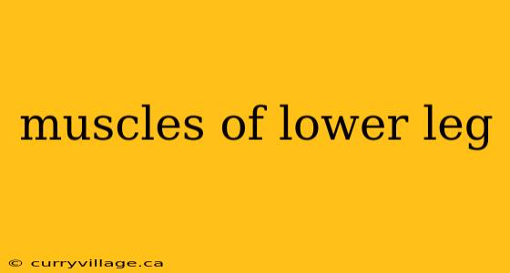 muscles of lower leg