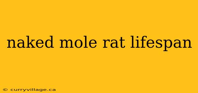 naked mole rat lifespan