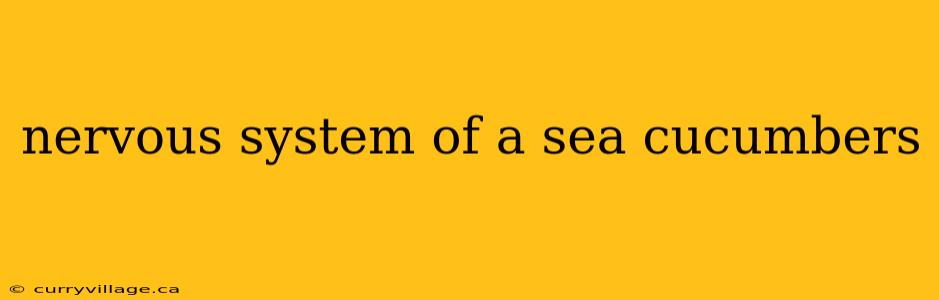 nervous system of a sea cucumbers