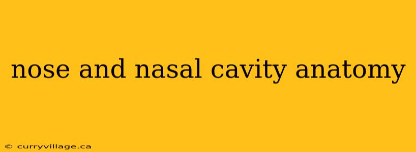 nose and nasal cavity anatomy