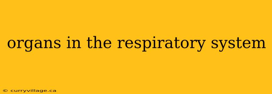organs in the respiratory system