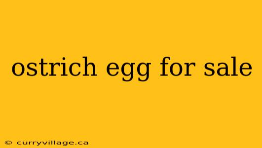 ostrich egg for sale