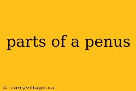 parts of a penus
