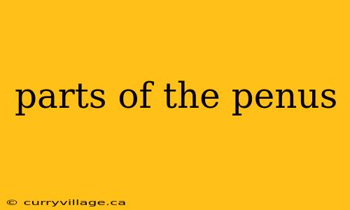 parts of the penus