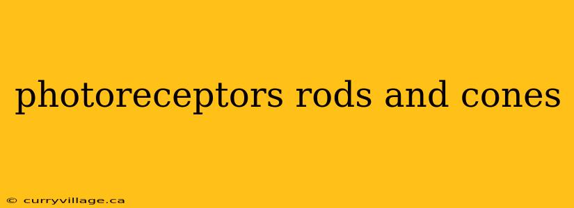 photoreceptors rods and cones