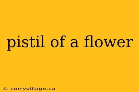pistil of a flower