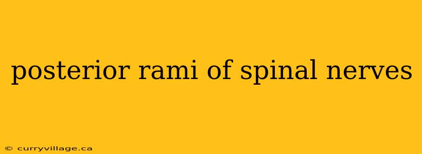 posterior rami of spinal nerves