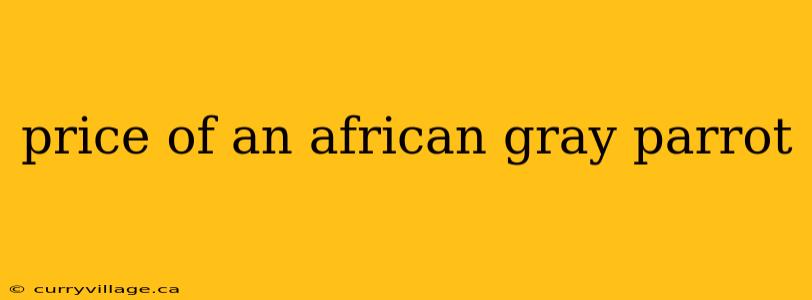 price of an african gray parrot