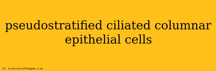 pseudostratified ciliated columnar epithelial cells