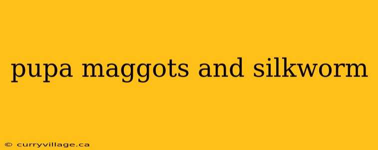 pupa maggots and silkworm