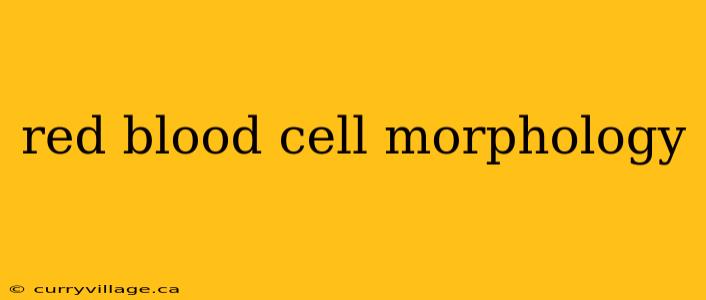 red blood cell morphology