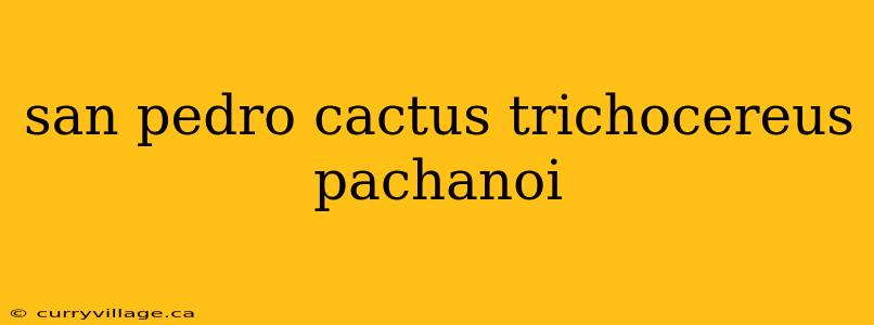 san pedro cactus trichocereus pachanoi