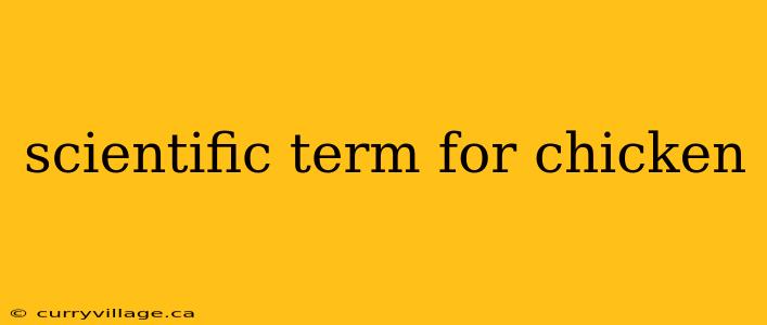 scientific term for chicken