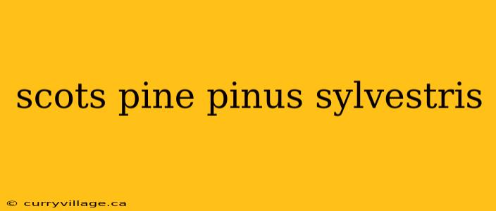 scots pine pinus sylvestris