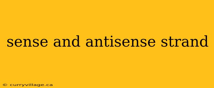sense and antisense strand