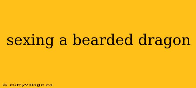 sexing a bearded dragon