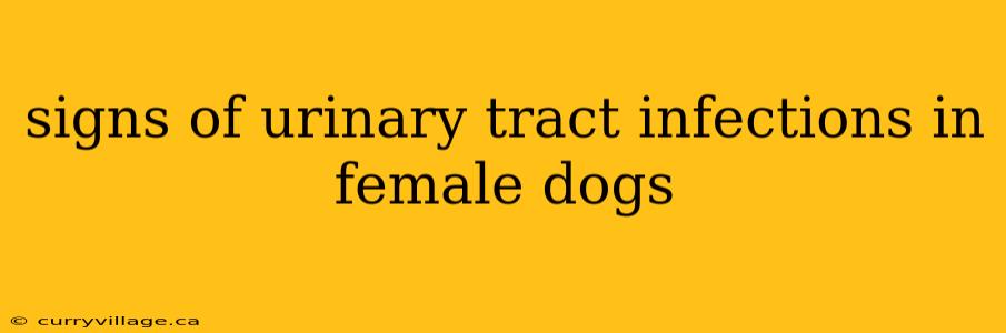 signs of urinary tract infections in female dogs