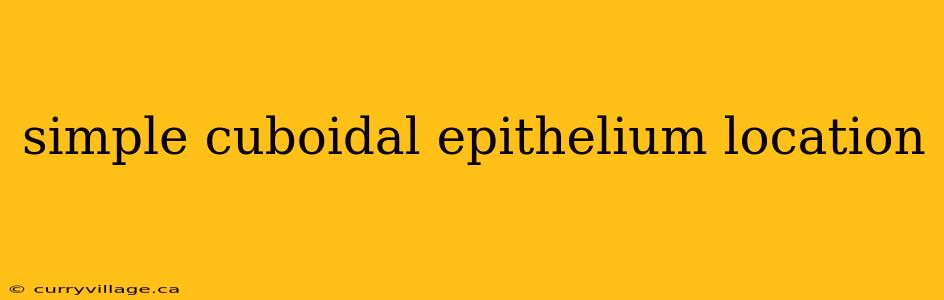 simple cuboidal epithelium location