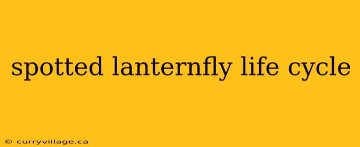 spotted lanternfly life cycle