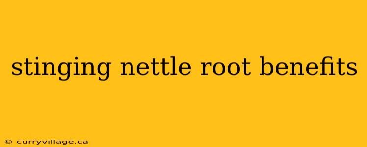 stinging nettle root benefits