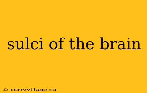 sulci of the brain