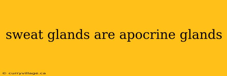 sweat glands are apocrine glands