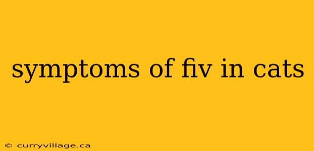 symptoms of fiv in cats