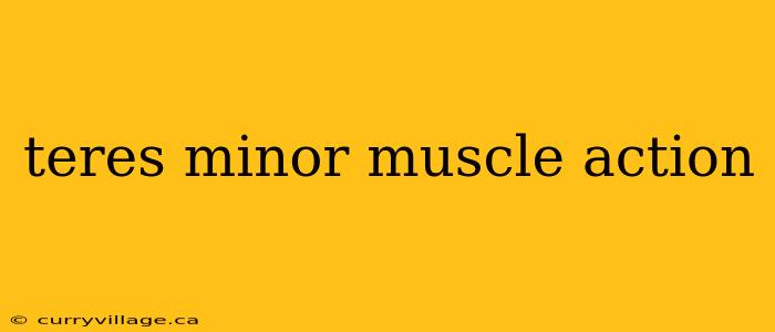 teres minor muscle action