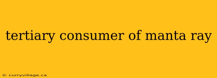 tertiary consumer of manta ray