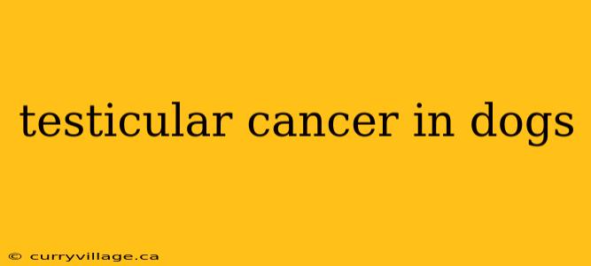testicular cancer in dogs