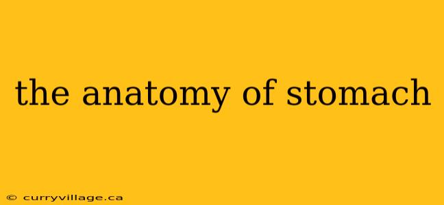 the anatomy of stomach