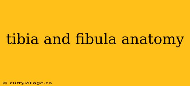 tibia and fibula anatomy