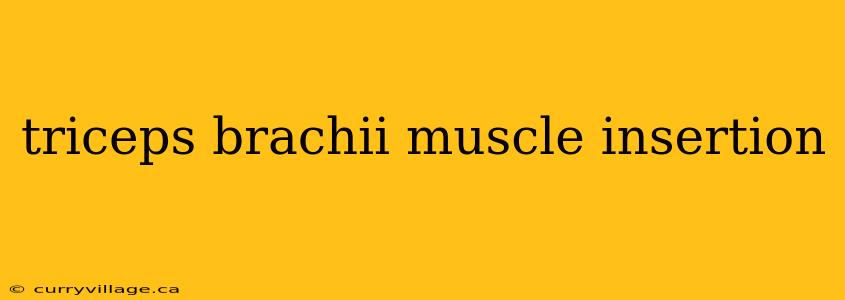 triceps brachii muscle insertion